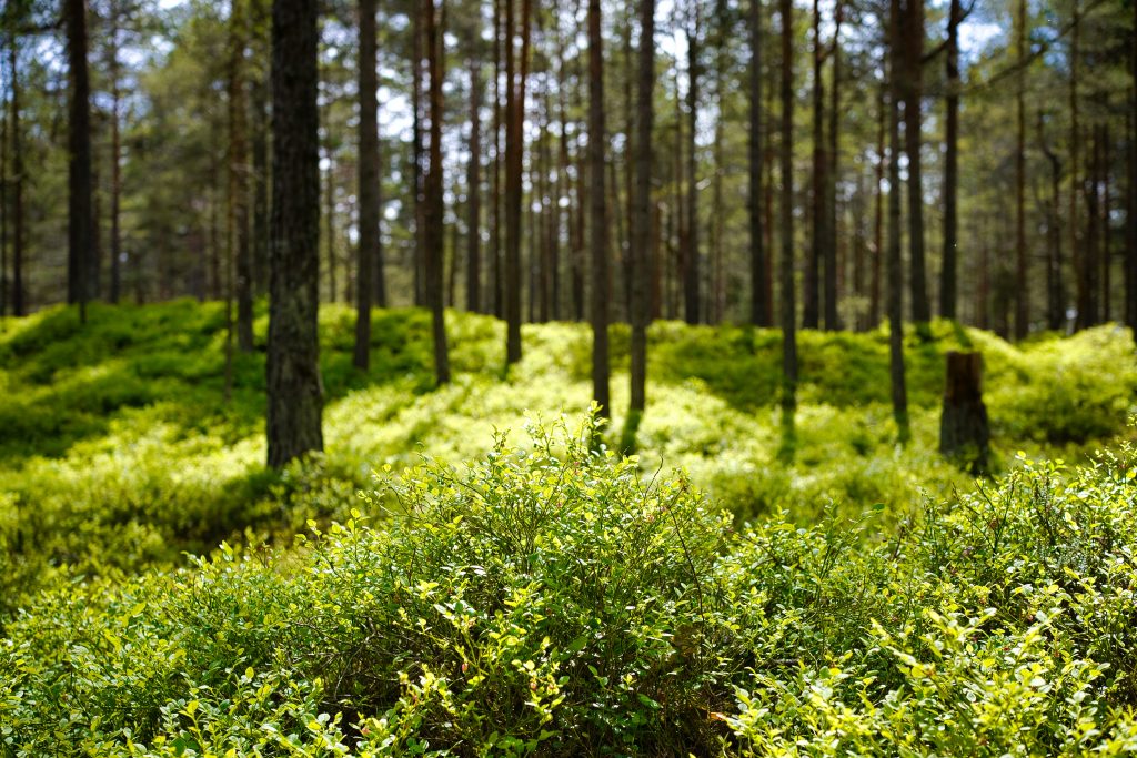 Forêt. Nature et ayurvédique