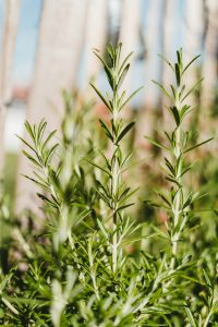 romarin plante hiver