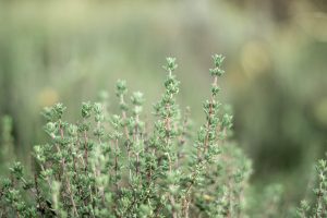 thym plante hiver